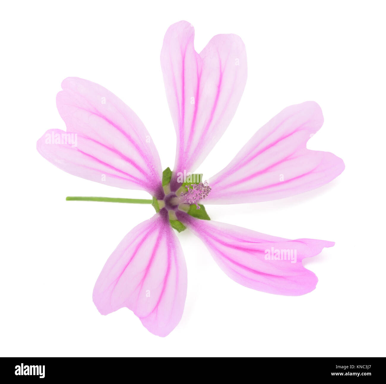 'Violet mauve commune' Fleur (Malva sylvestris) isolé sur fond blanc Banque D'Images