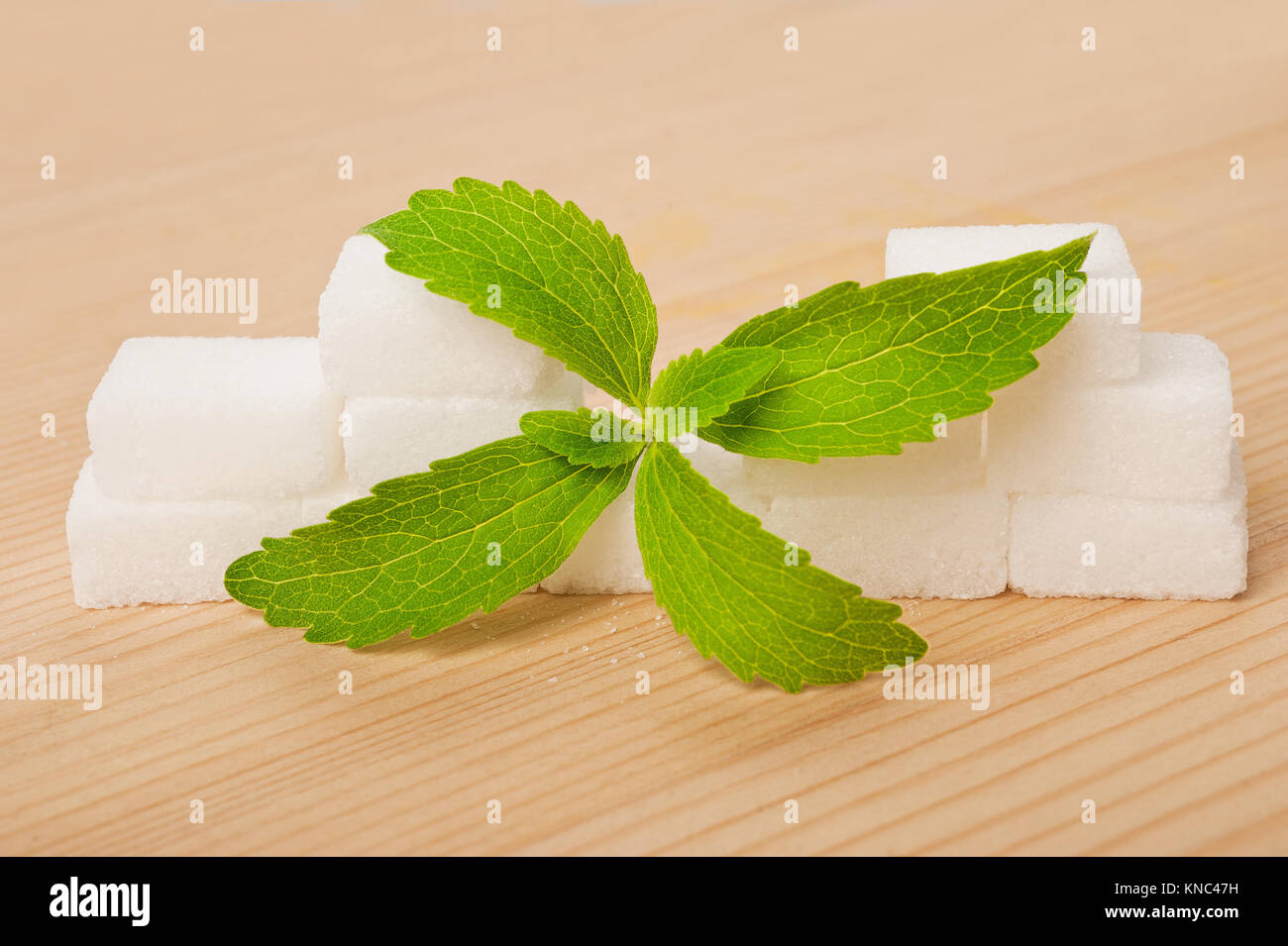 Les feuilles de Stevia avec des morceaux de sucre Banque D'Images