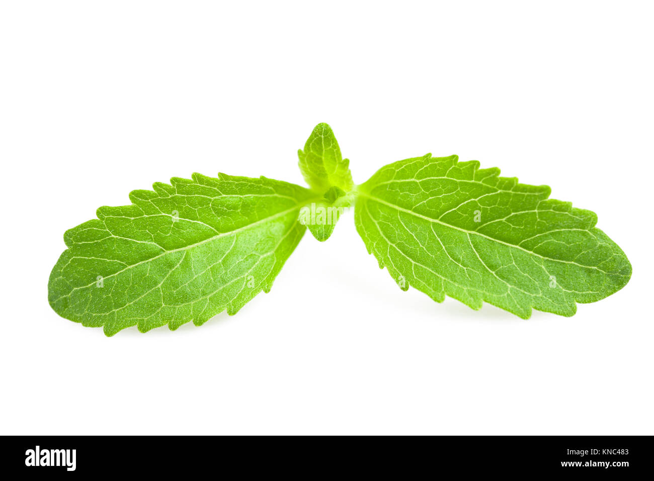 Les feuilles de stevia isolated on white Banque D'Images