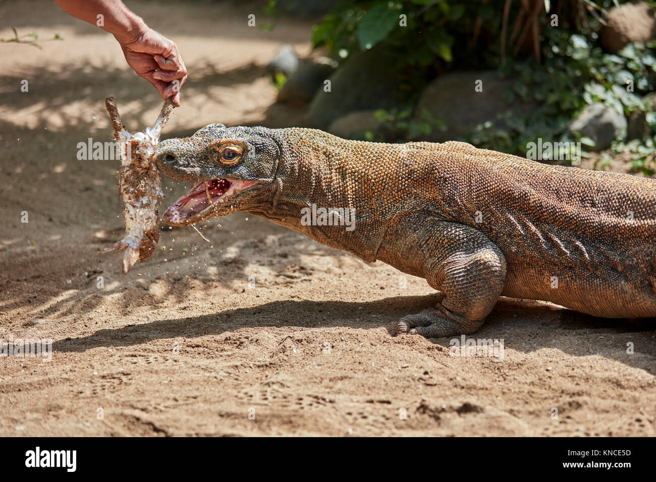 De l'alimentation le dragon de Komodo (Varanus komodoensis) avec un lapin  mort à Bali Bird Park. Batubulan, Gianyar regency, Bali, Indonésie Photo  Stock - Alamy