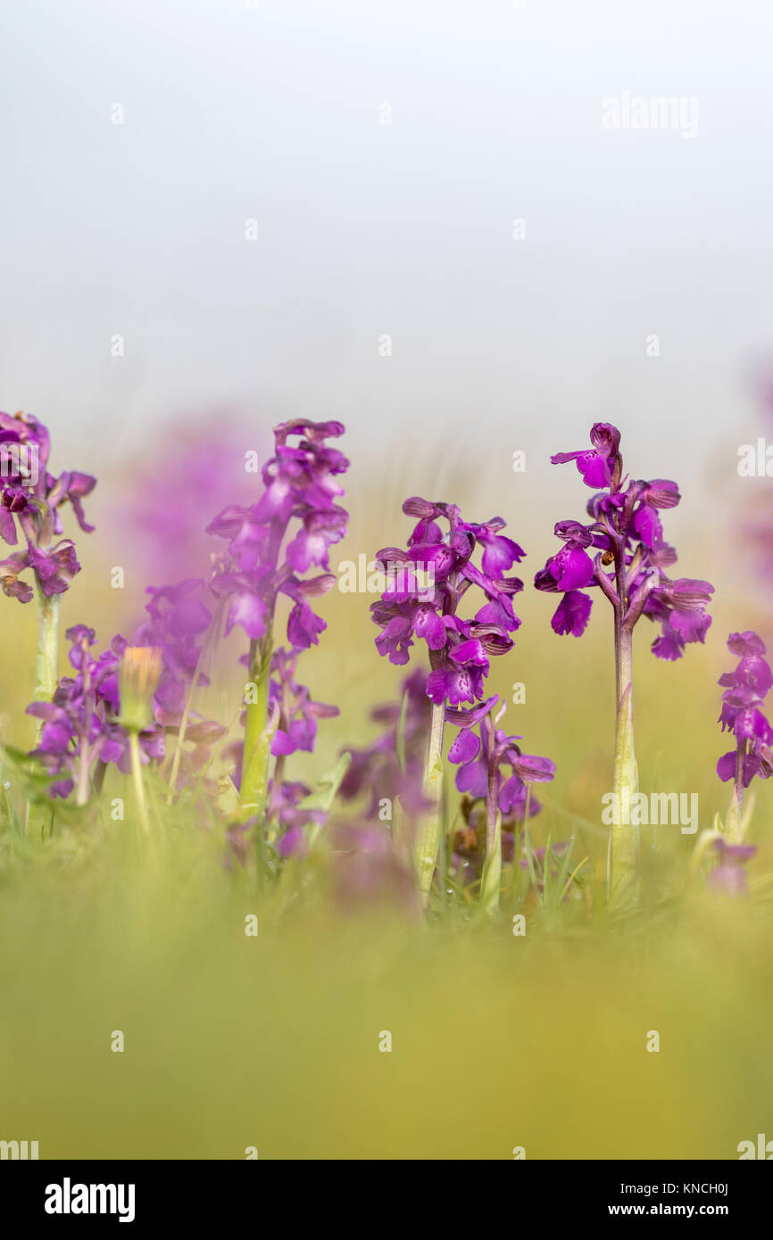 Green Winged Orchid ; Anacamptis morio fleurs ; les lots ; Arnside ; UK Banque D'Images