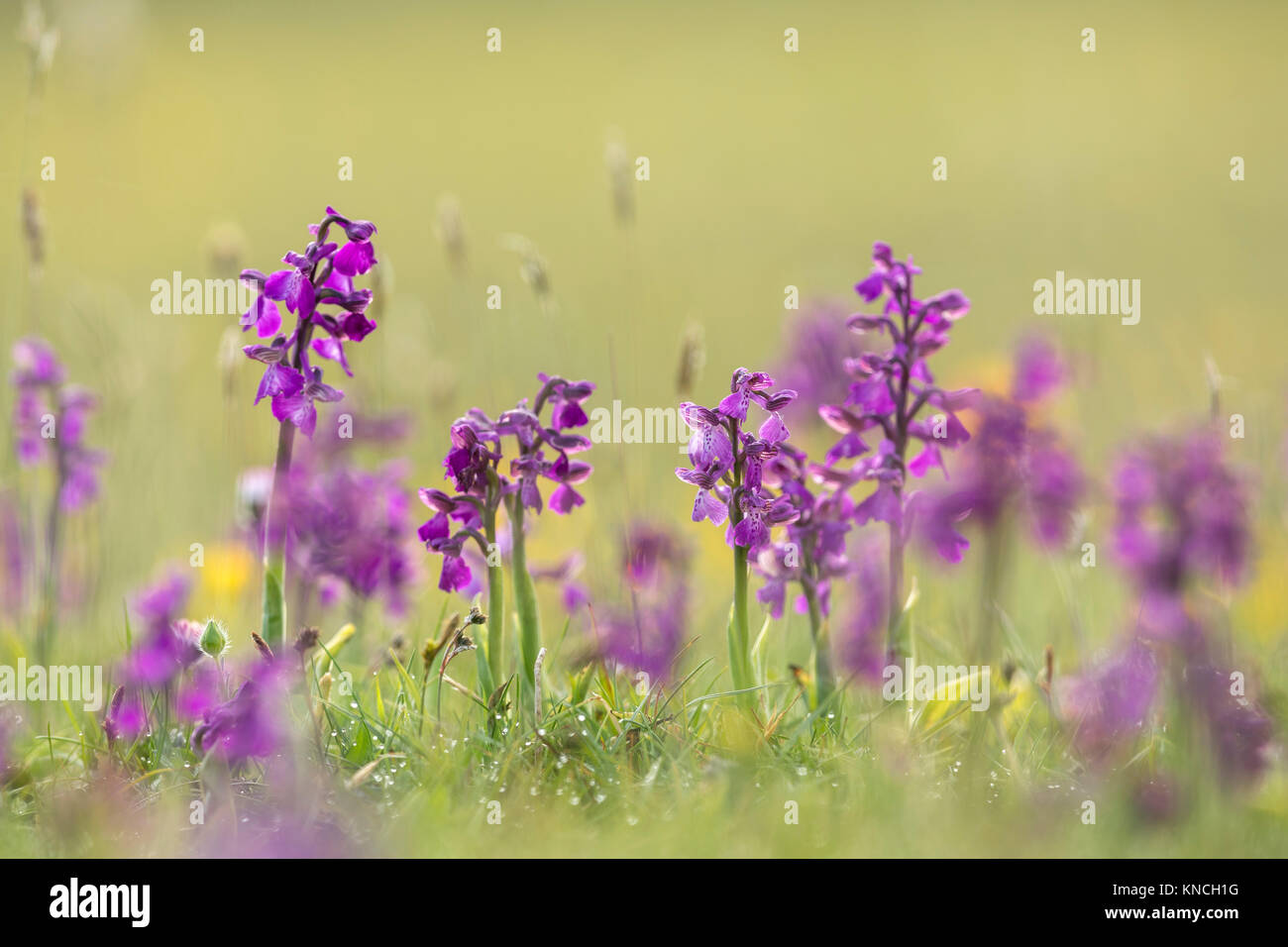 Green Winged Orchid ; Anacamptis morio fleurs ; les lots ; Arnside ; UK Banque D'Images