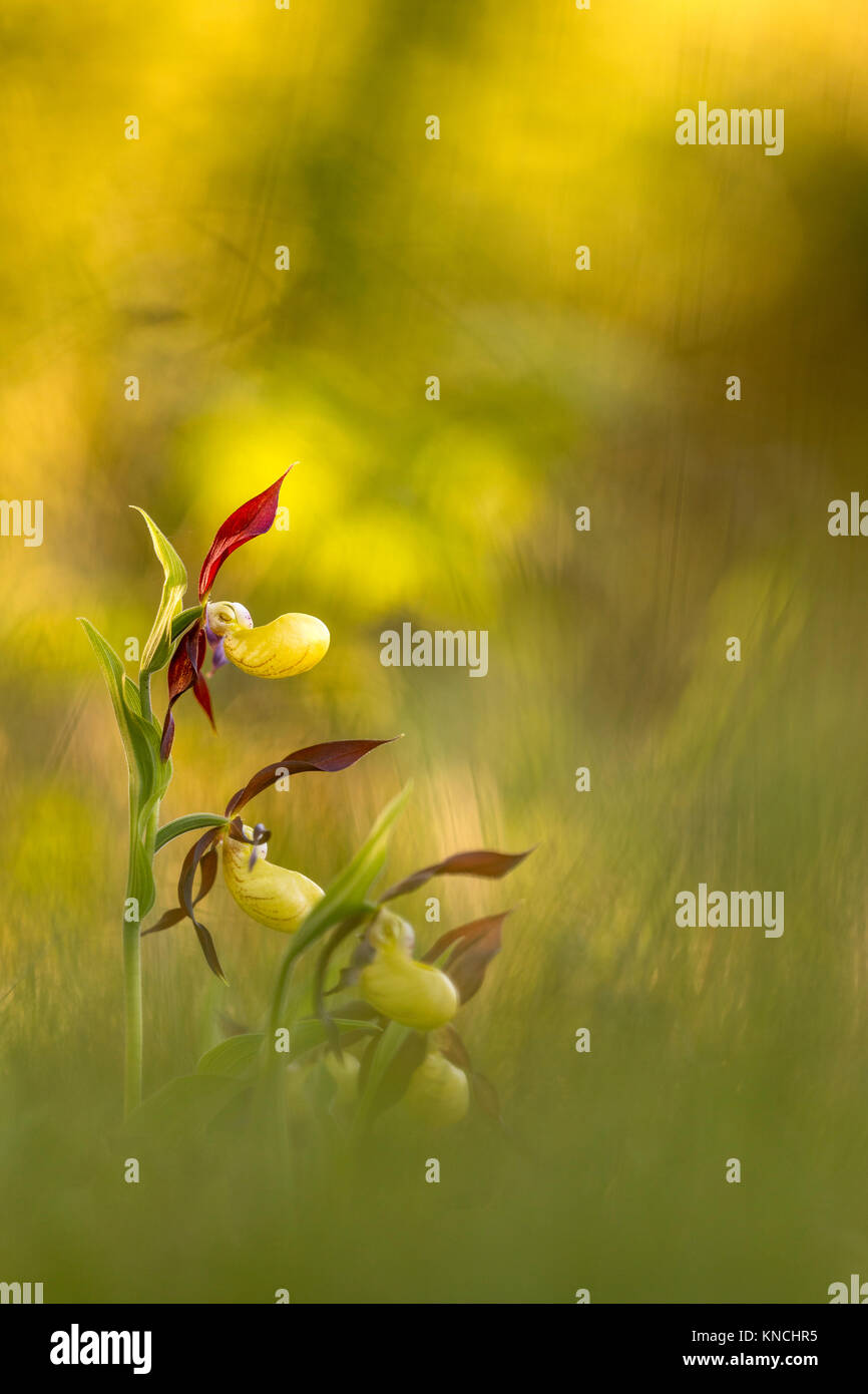Lady's Slipper orchidée, fleur Cypripedium calceolus Cumbria UK ; Banque D'Images