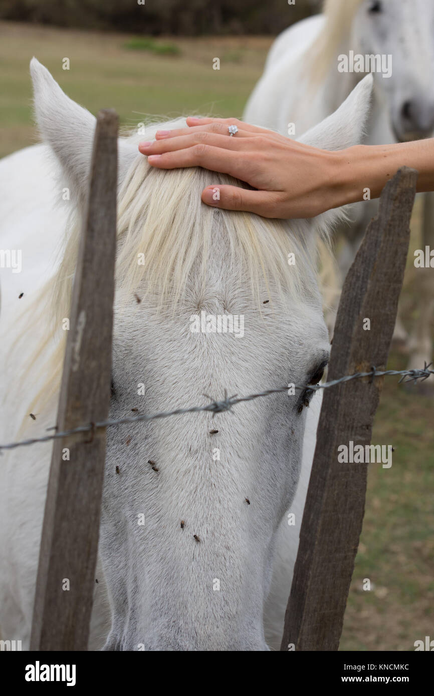 Gros plan d'une femme de caresser de la main droite une tête de cheval blanc de Camargue. Une clôture de barbelés est au premier plan. Les mouches sont harceler le cheval. Banque D'Images