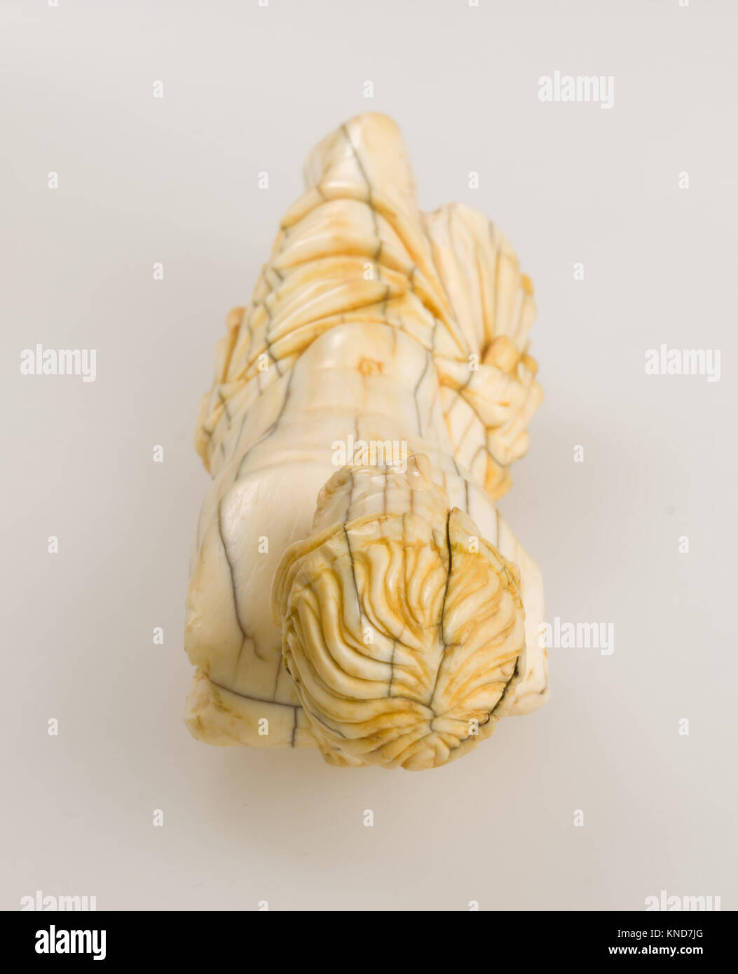 Cette sculpture médiévale française du Christ crucifié, réalisée à partir d'ivoire d'éléphant aux traces polychromes, illustre des thèmes religieux et l'artisanat du XIIIe siècle. Banque D'Images