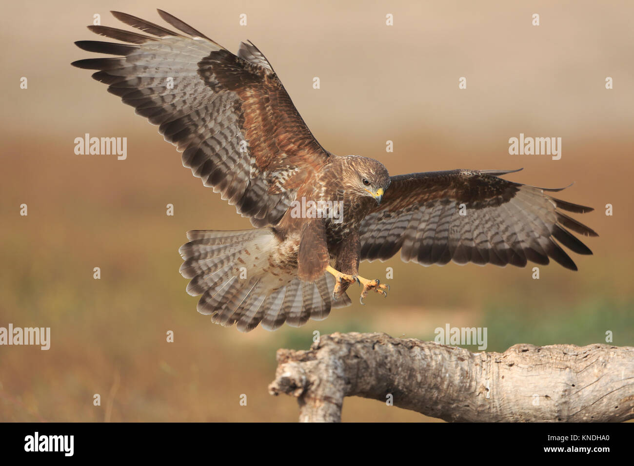 Buse variable entrée en terre en Espagne Banque D'Images