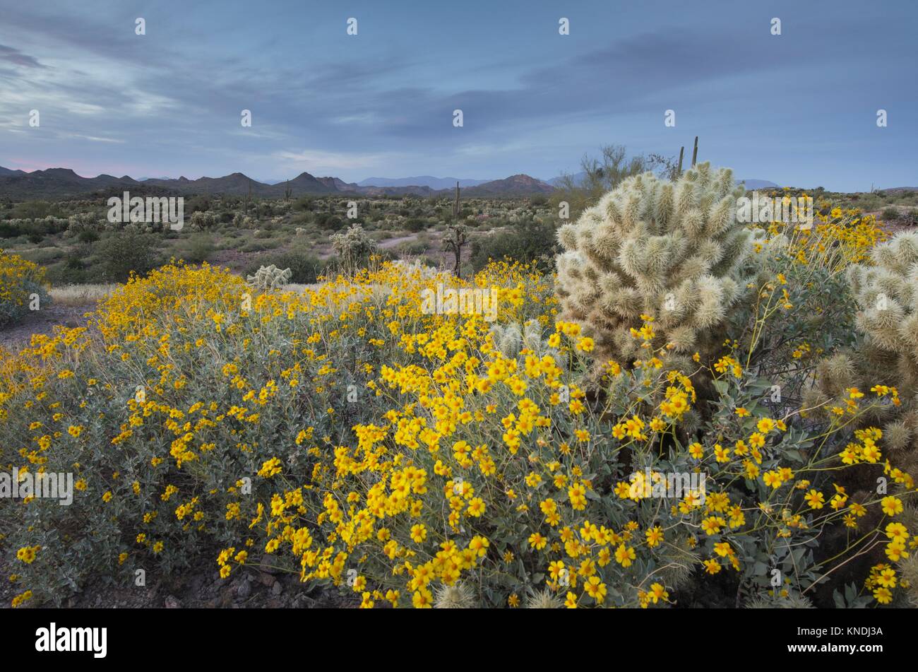 Le crépuscule sur le désert de Sonora, avec Brittlebush (Encelia farinosa) et Cactus, Superstition Mountains, Arizona. Banque D'Images