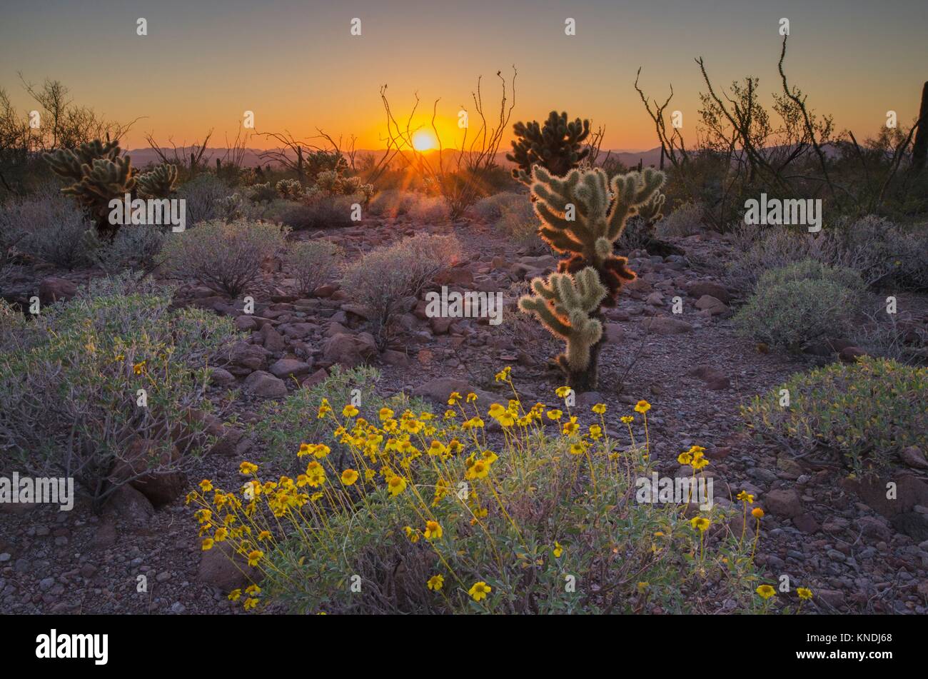 Coucher de soleil sur le désert de Sonora de Kofa National Wildlife Refuge de l'Arizona. Banque D'Images