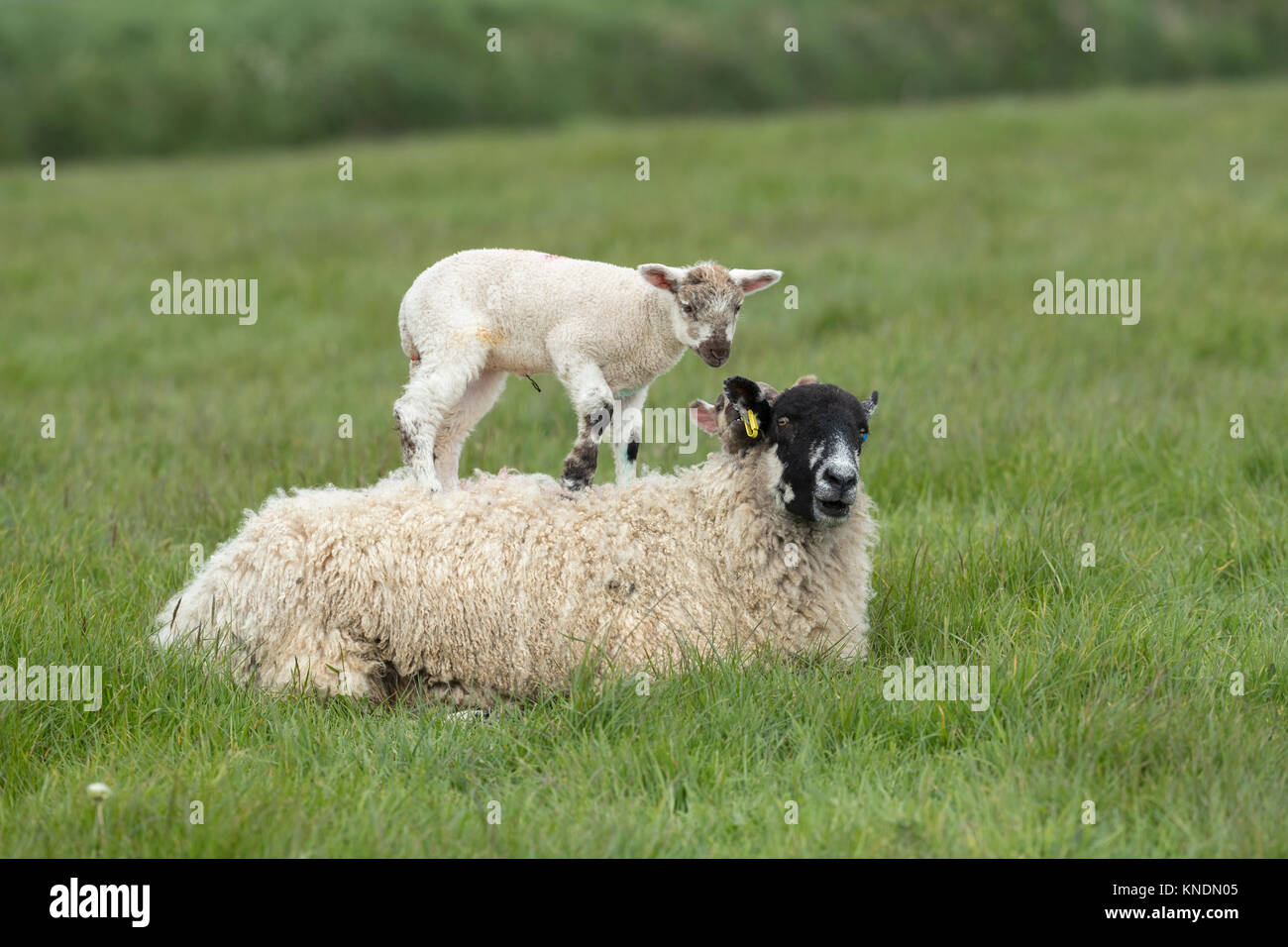Brebis brebis avec agneaux ; l'un sur son dos ; Devon UK Banque D'Images