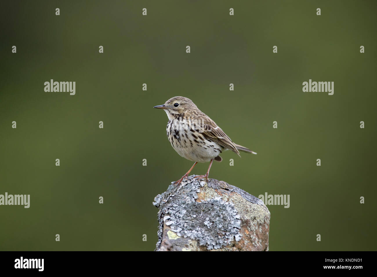 Meadow Pipit spioncelle Anthus pratensis ; Yorkshire ; UK Banque D'Images