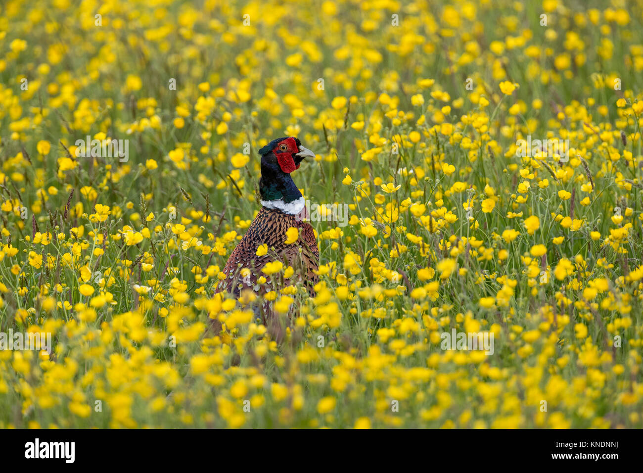 ; Faisan de Colchide Phasianus colchicus mâle seul en Buttercup Meadow Cornwall ; UK Banque D'Images