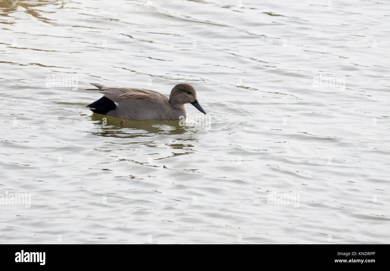 Le canard chipeau mâle natation gauche à droite montrant le détail des appels et moucheté en plumage gris et noir fin arrière Banque D'Images