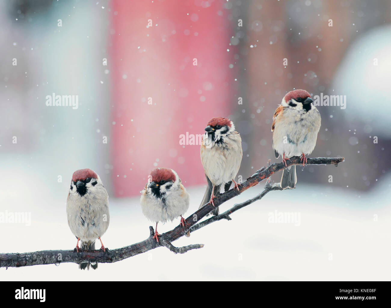 Drôles de petits oiseaux assis sur une branche dans la neige le jour de Noël Banque D'Images