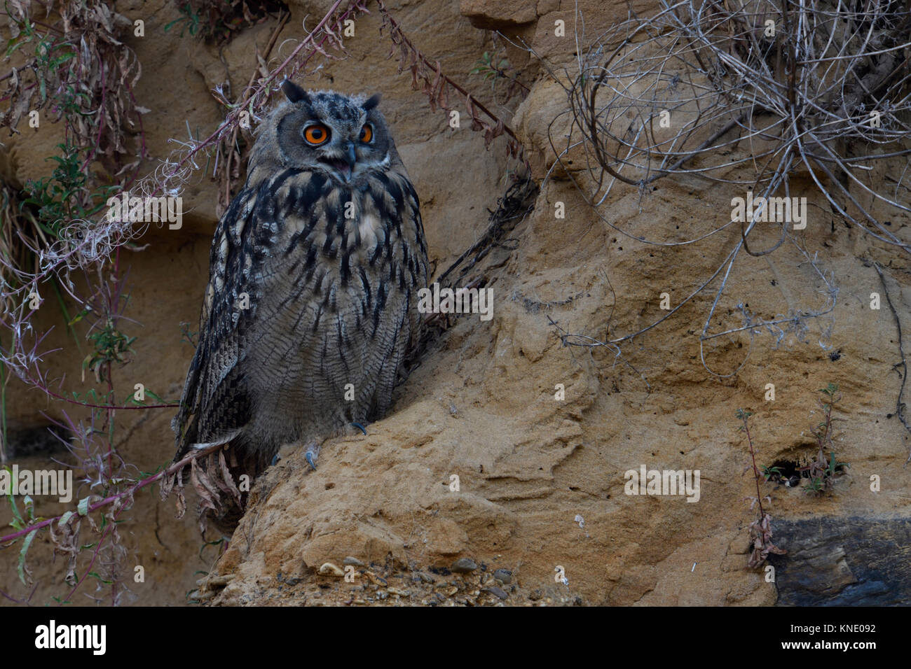 Grand Owl Bubo bubo Uhu ( / ), perché dans une face raide d'une carrière de sable, appelant, autre croasse, mendier de la nourriture, à la nuit tombée, la faune, l'Europe. Banque D'Images