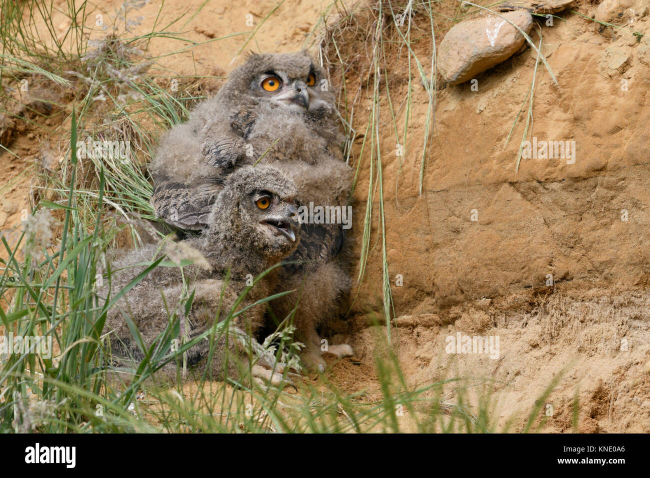 Grand hiboux / Europaeische Uhus ( Bubo bubo ), les jeunes poussins, se cacher derrière l'herbe dans un bac à sable, haletant, de la faune, de l'Europe. Banque D'Images