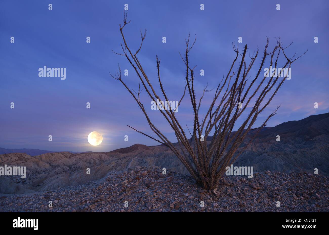 Ocotillo Cactus and Rising Full Moon, parc national du désert d'Anza-Borrego, Californie, États-Unis Banque D'Images