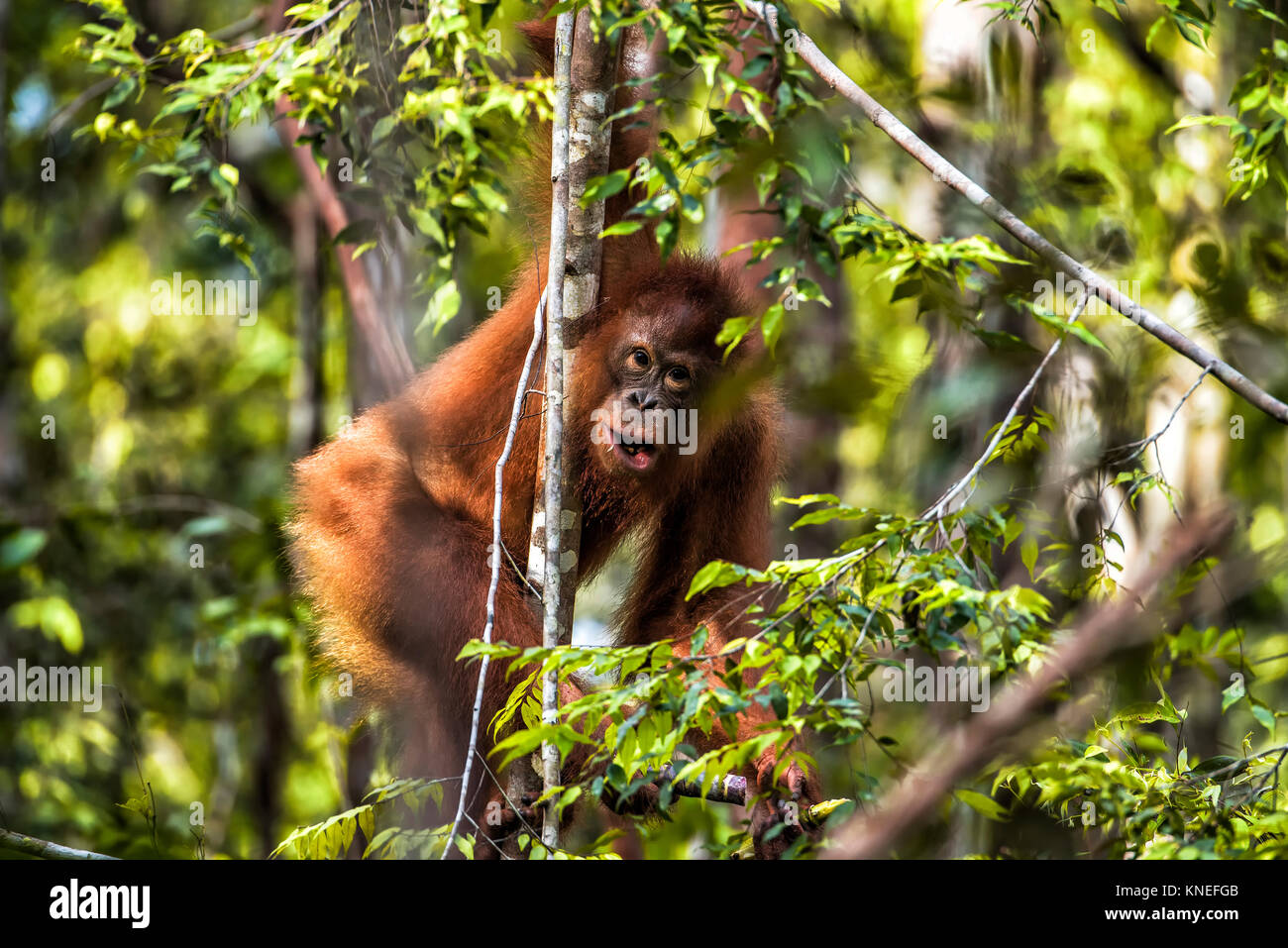 Bébé orang-outan dans un arbre, Bornéo, Indonésie Banque D'Images