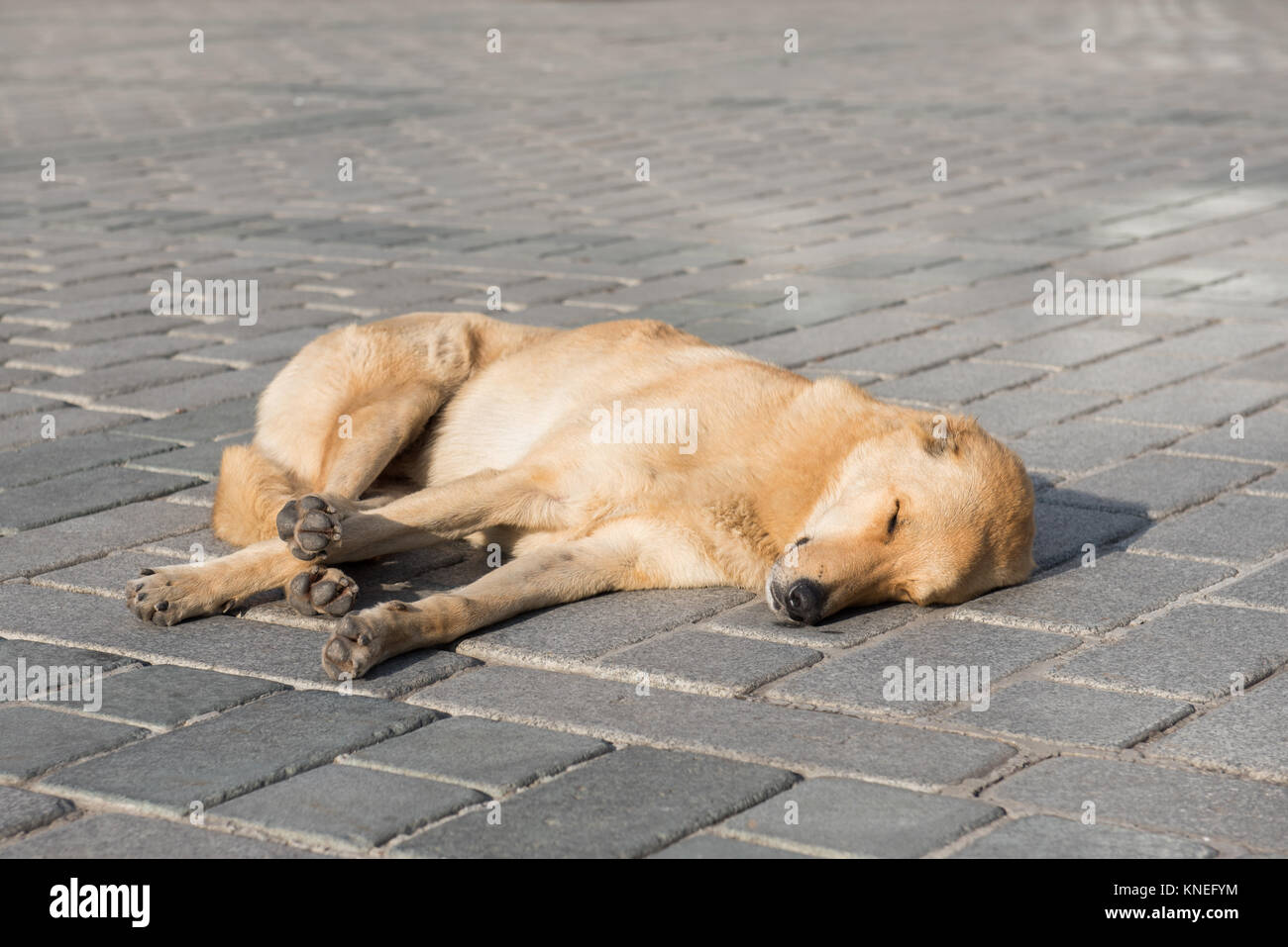 Lazy Dog dormant dans le soleil Istanbul Banque D'Images