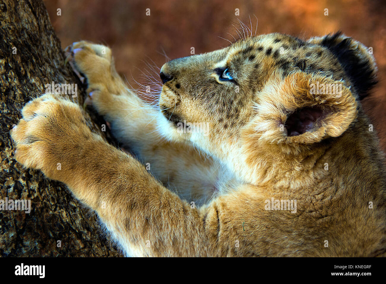 Lion cub griffes d'affûtage sur un arbre, Mpumalanga, Afrique du Sud Banque D'Images