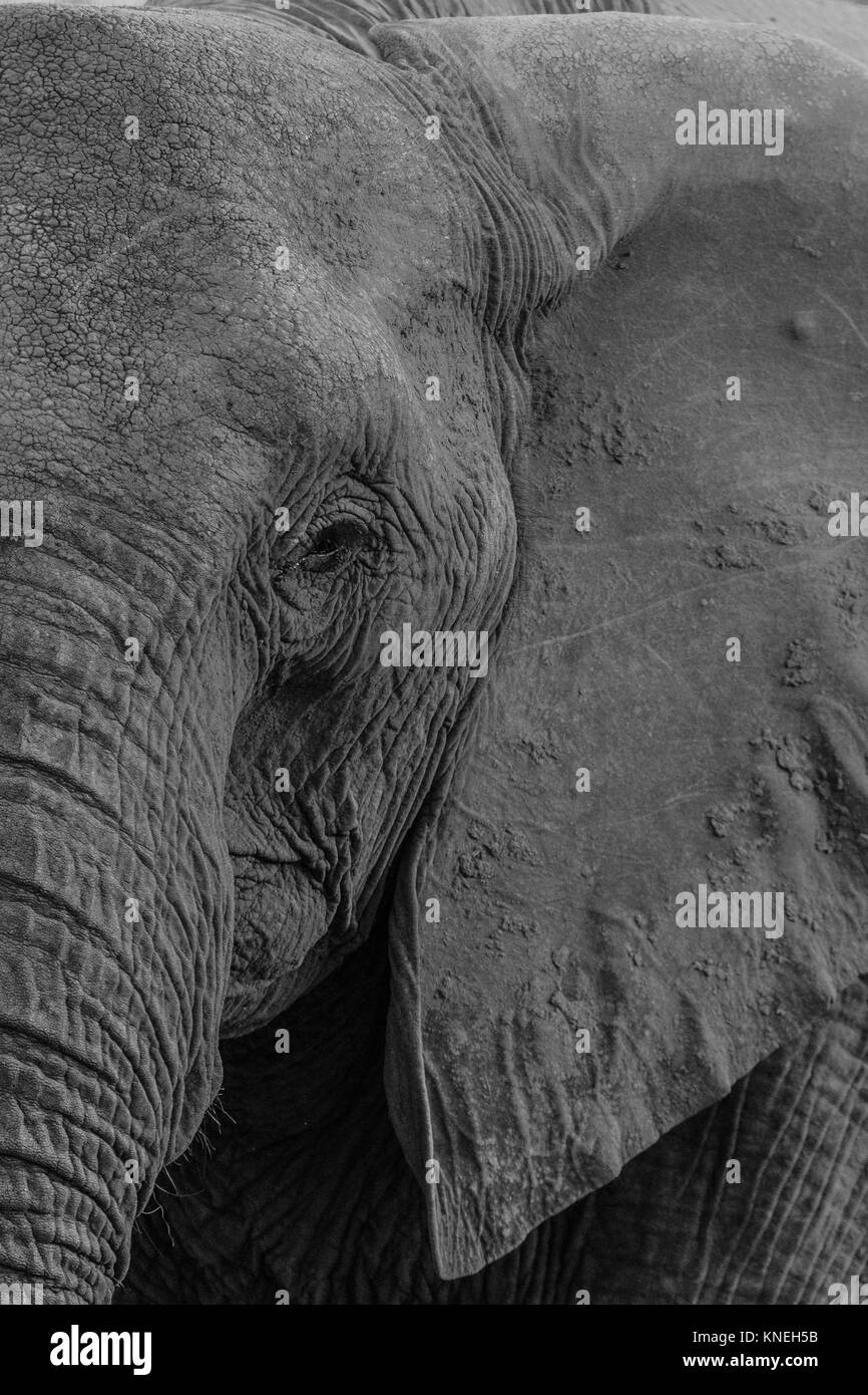 Close-up of a bull l'éléphant, le Parc National d'Amboseli, Kenya Banque D'Images