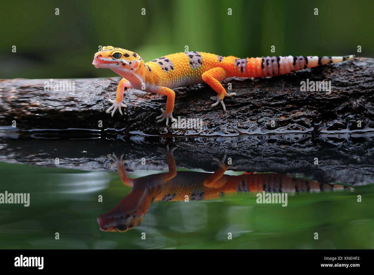 Gecko léopard sur un rocher Banque D'Images