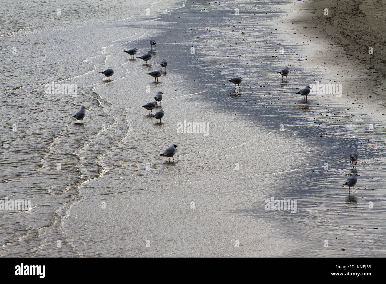 Reflet de mouettes sur la plage - Senigallia - Plage de l'Adriatique - Italie Banque D'Images