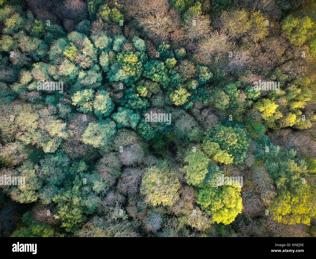 Vue aérienne de la cime des arbres, Niort, France Banque D'Images