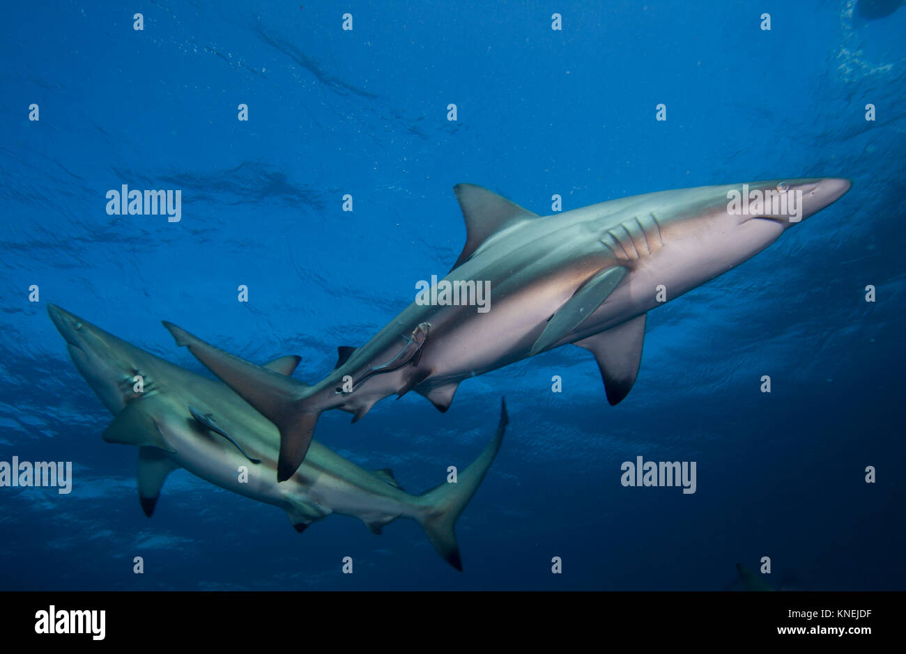 Deux Blacktip requins et suckerfish nager dans l'océan, Kwazulu-Natal, Afrique du Sud Banque D'Images