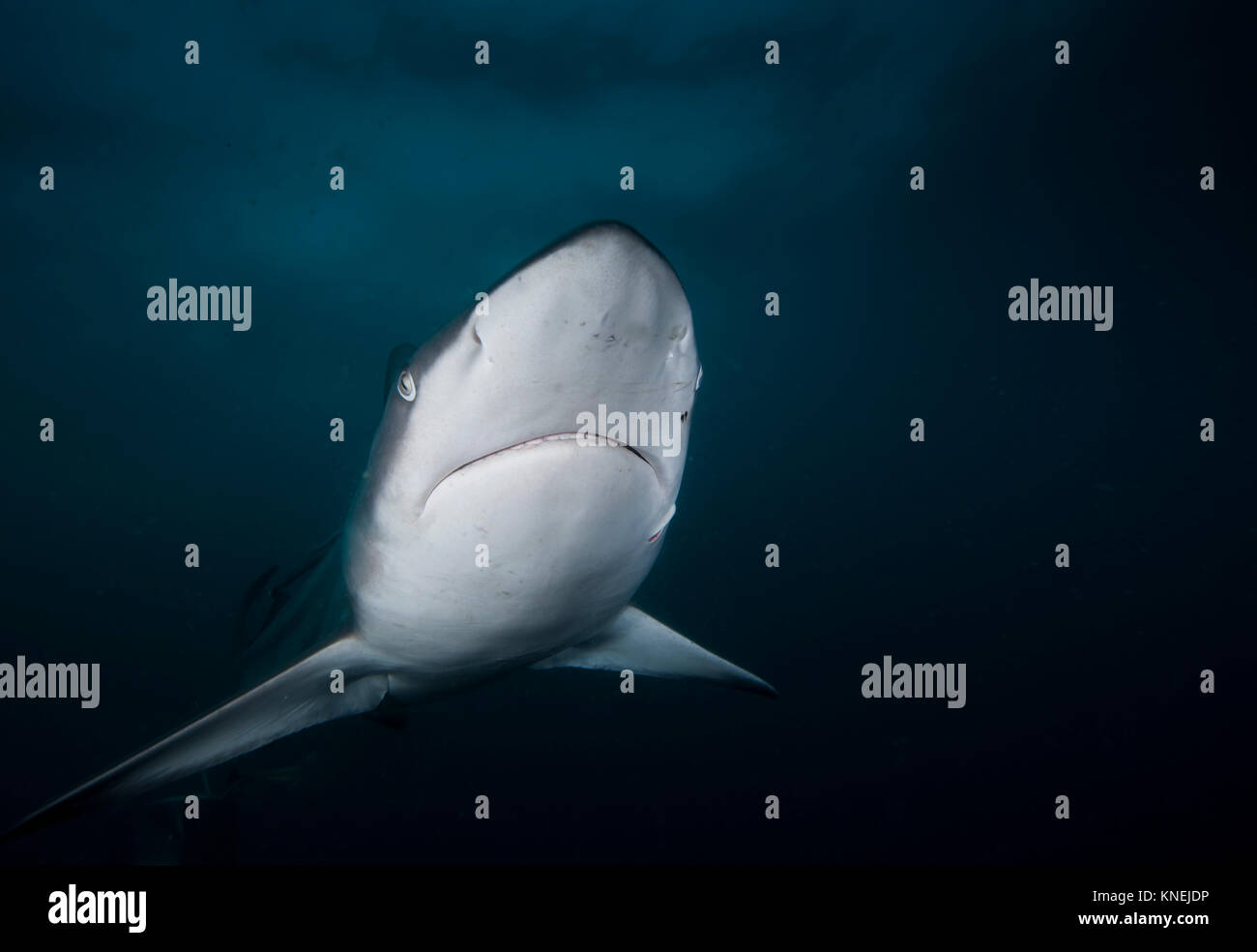 Close-up of a shark Blacktip, KwaZulu-Natal, Afrique du Sud Banque D'Images