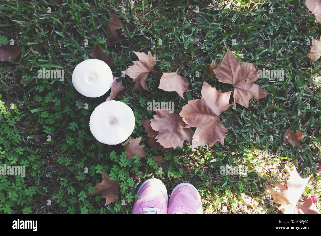 Pieds de femme debout devant des feuilles d'automne et les champignons poussant dans l'herbe Banque D'Images