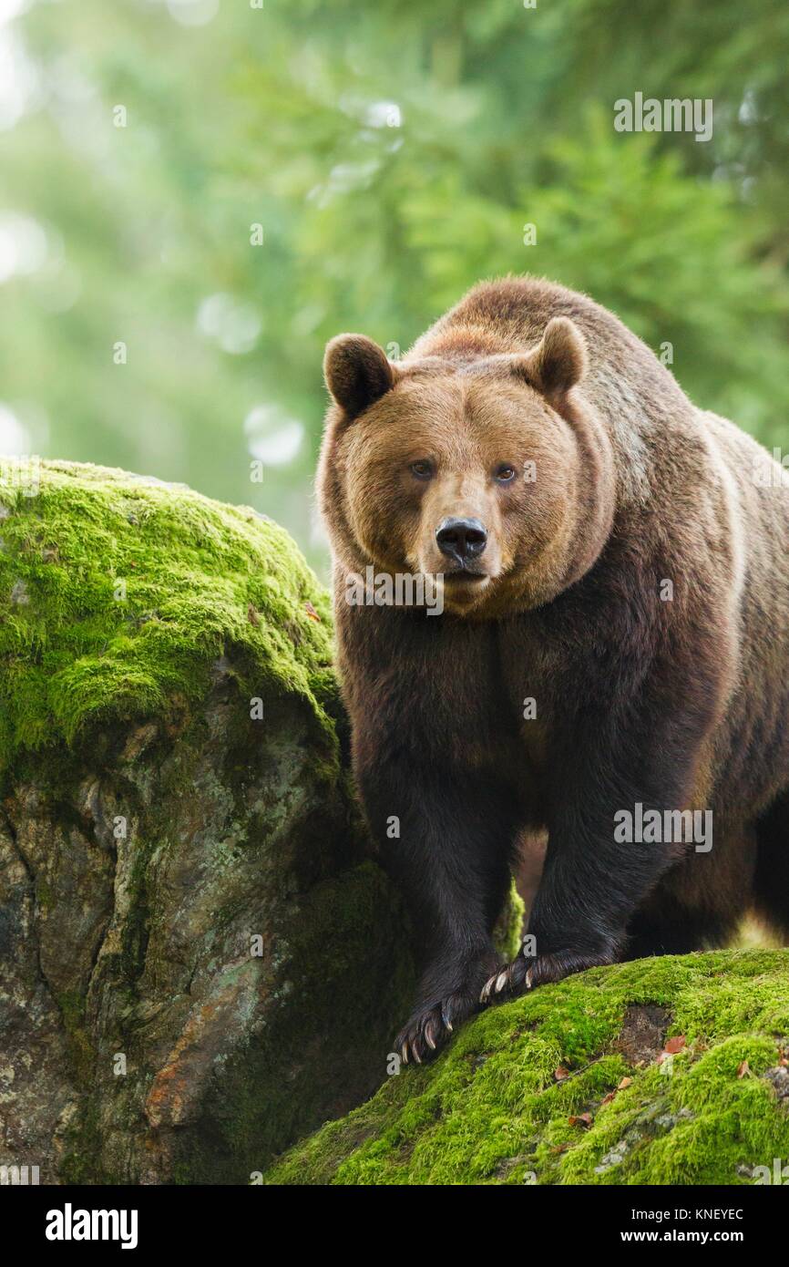 Ours brun (Ursus arctos), le Parc National de la forêt bavaroise, en Allemagne. Banque D'Images