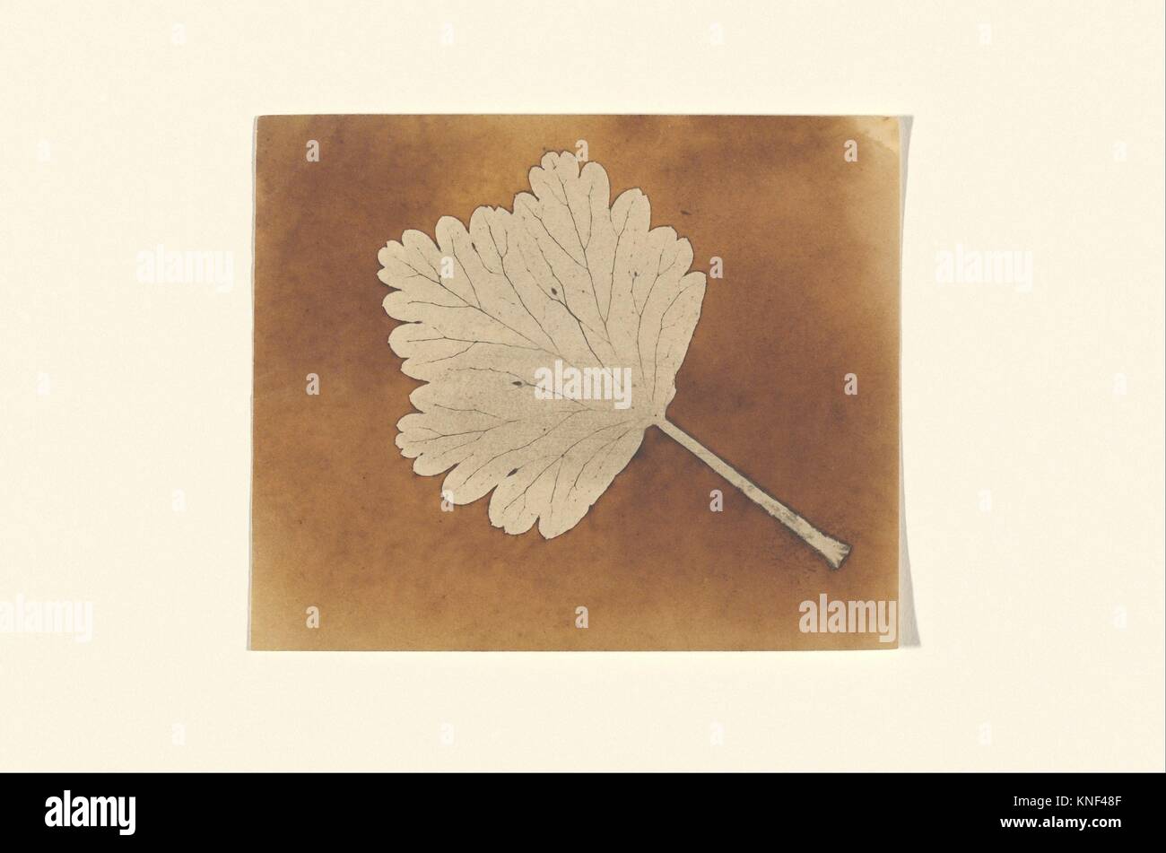 [Leaf]. Artiste : William Henry Fox Talbot (1800-1877), Dorset Lacock ; Date : ca. 1840 ; moyen : Photo Stock
