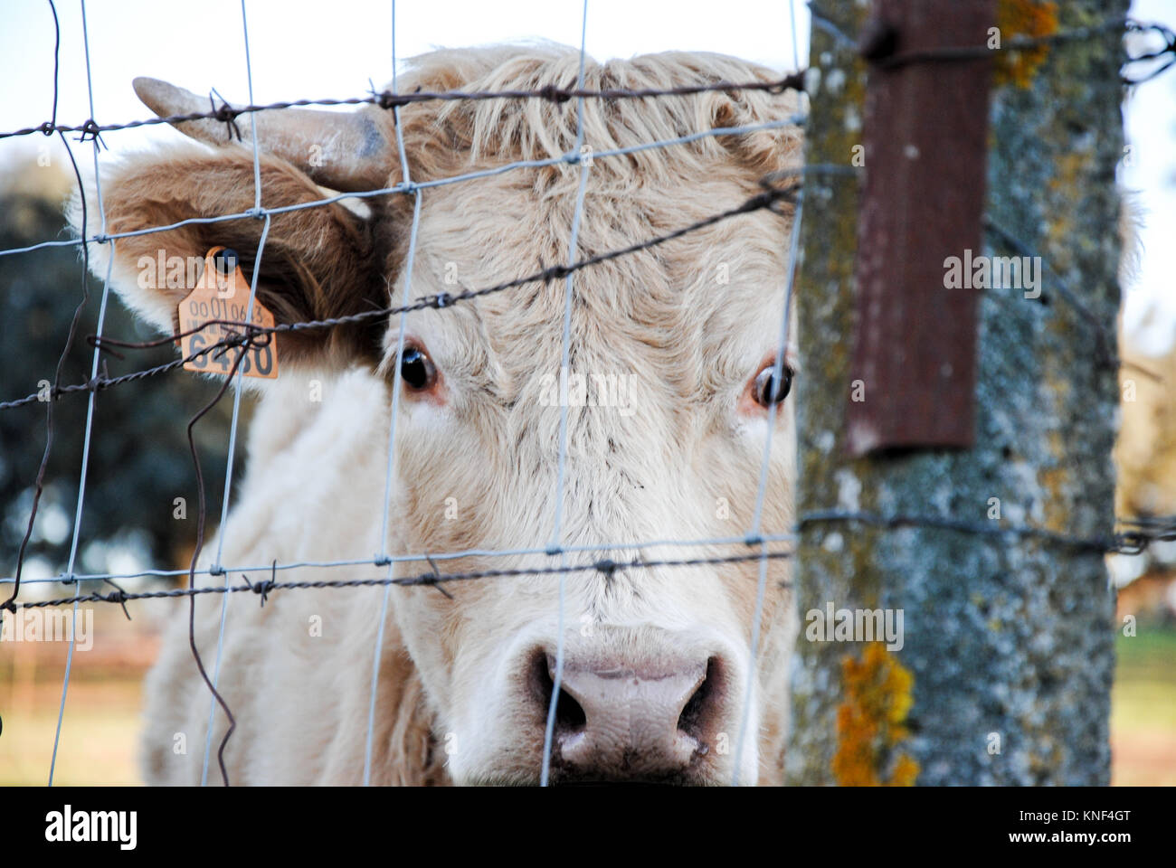 La vaca Banque D'Images