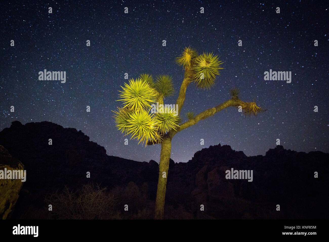 Joshua tree in desert at night Banque D'Images