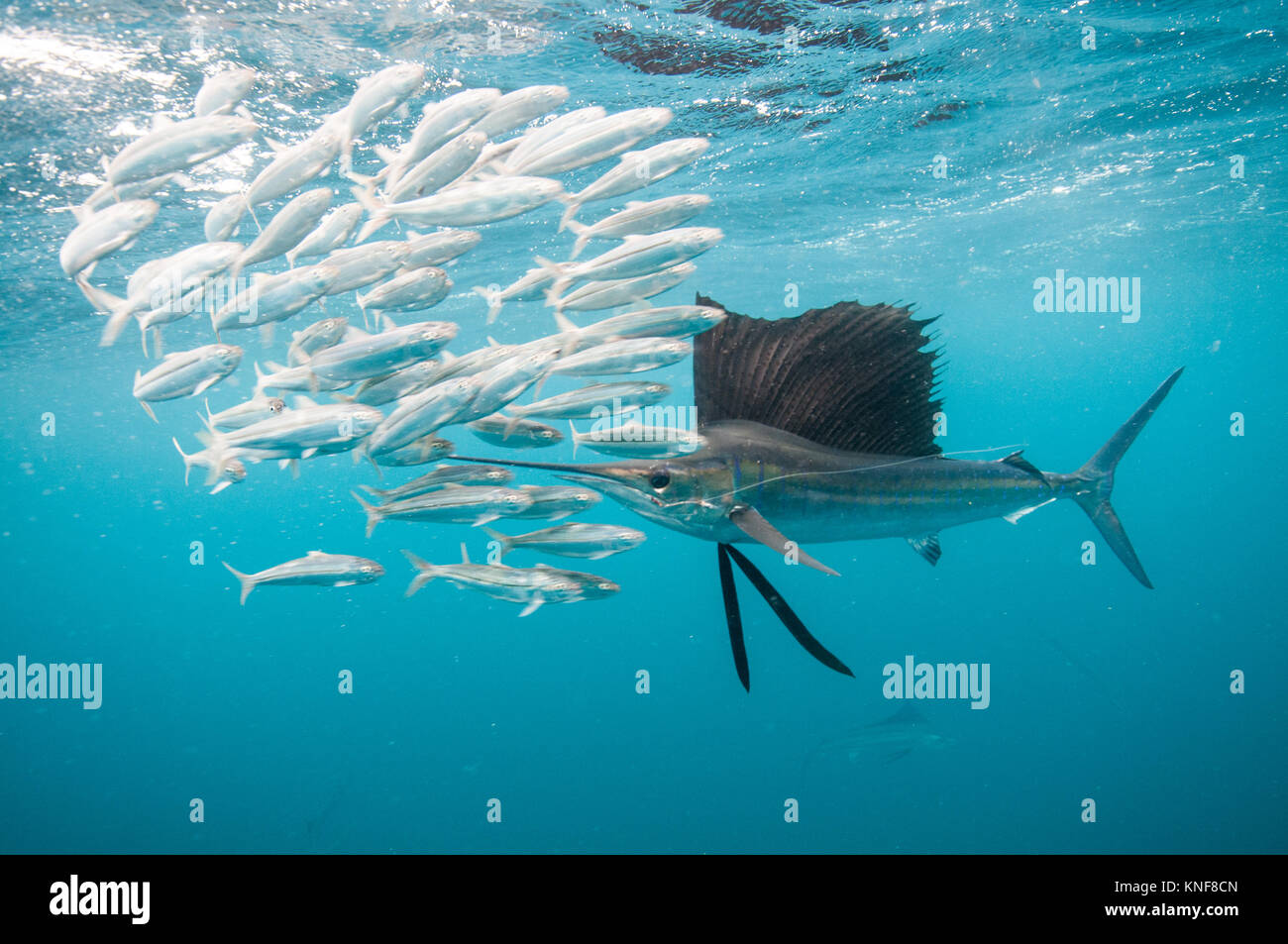 Baitballs sardine chasse voilier près de la surface Banque D'Images