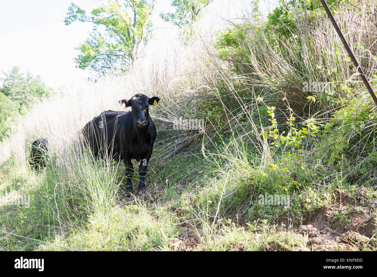 Portrait d'Aberdeen Angus cattle on free range farm Banque D'Images