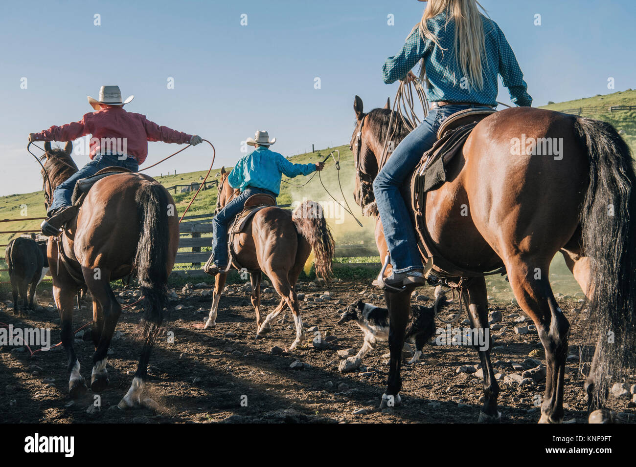 Cowboys et cowgirls sur les chevaux lasso bull, Enterprise, Oregon, United States, Amérique du Nord Banque D'Images