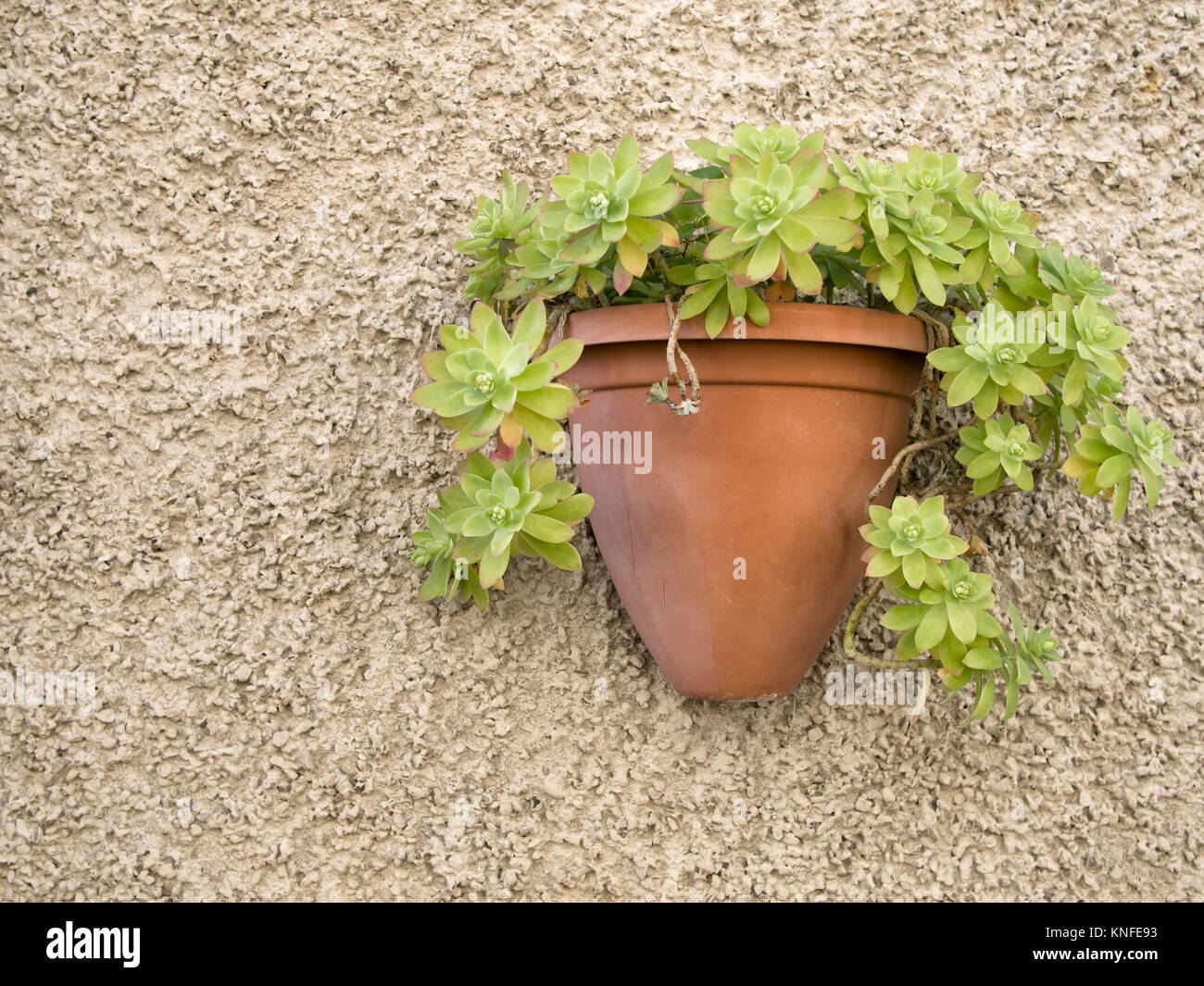 Aeonium plante, succulente. Des plantes en plein air avec l'exemplaire de l'espace. Banque D'Images