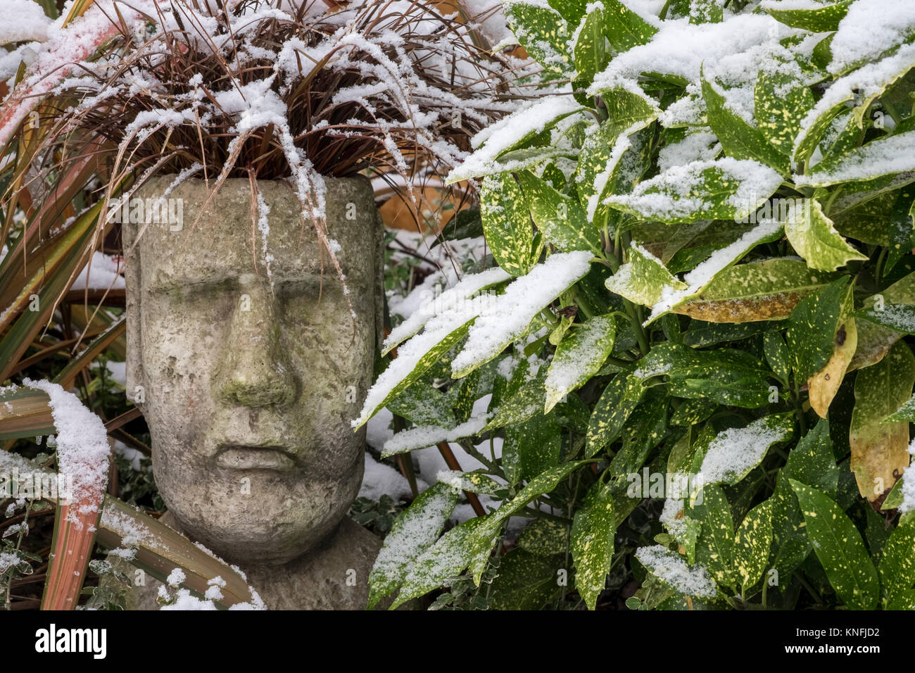 Pot de jardin avec gazon ornemental Uncinia rubra Red Hook de carex, dans des conditions hivernales. Evergreen Laurel et Phormium Jester plantes utilisées comme compagnons. Banque D'Images