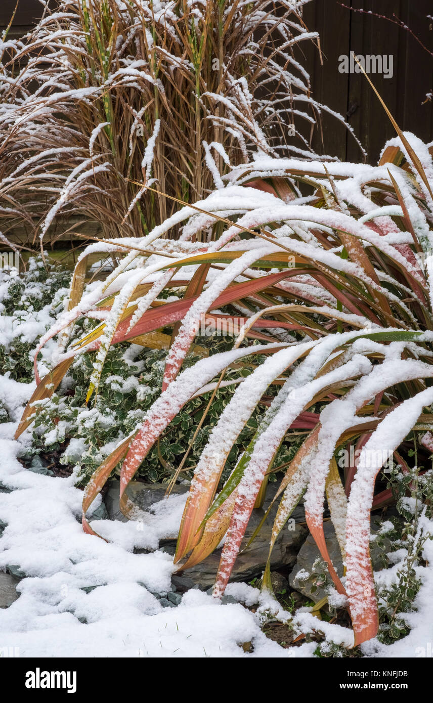 Jester Phormium panaché plante de lin dans l'hiver, neige avec Euonymus Fortunei et Miscanthus sinensis petit zèbre dans l'arrière-plan. Banque D'Images