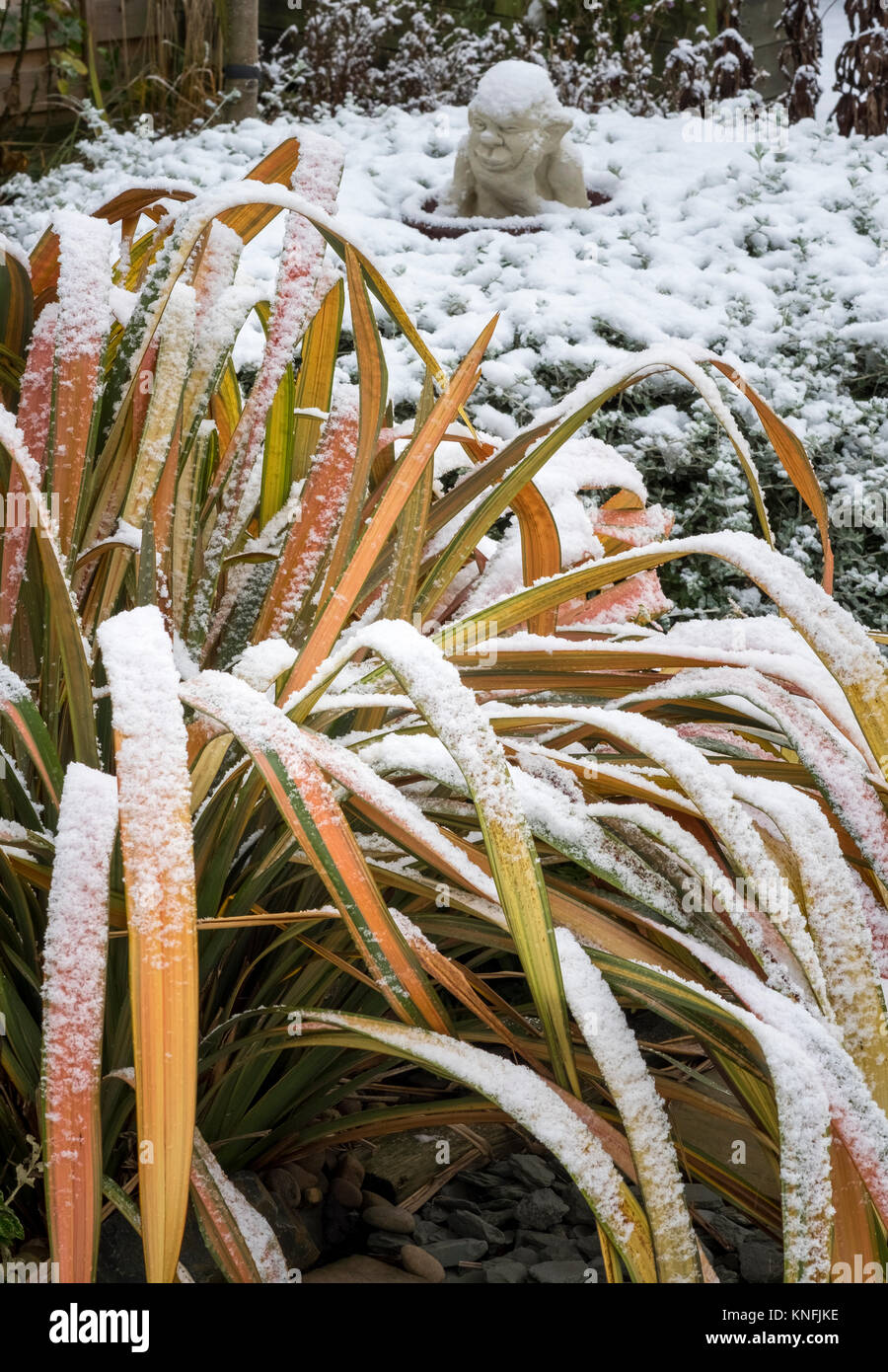 Panaché Phormium Jester Lin mature plante à feuilles persistantes en hiver, les conditions de neige, England, UK Banque D'Images