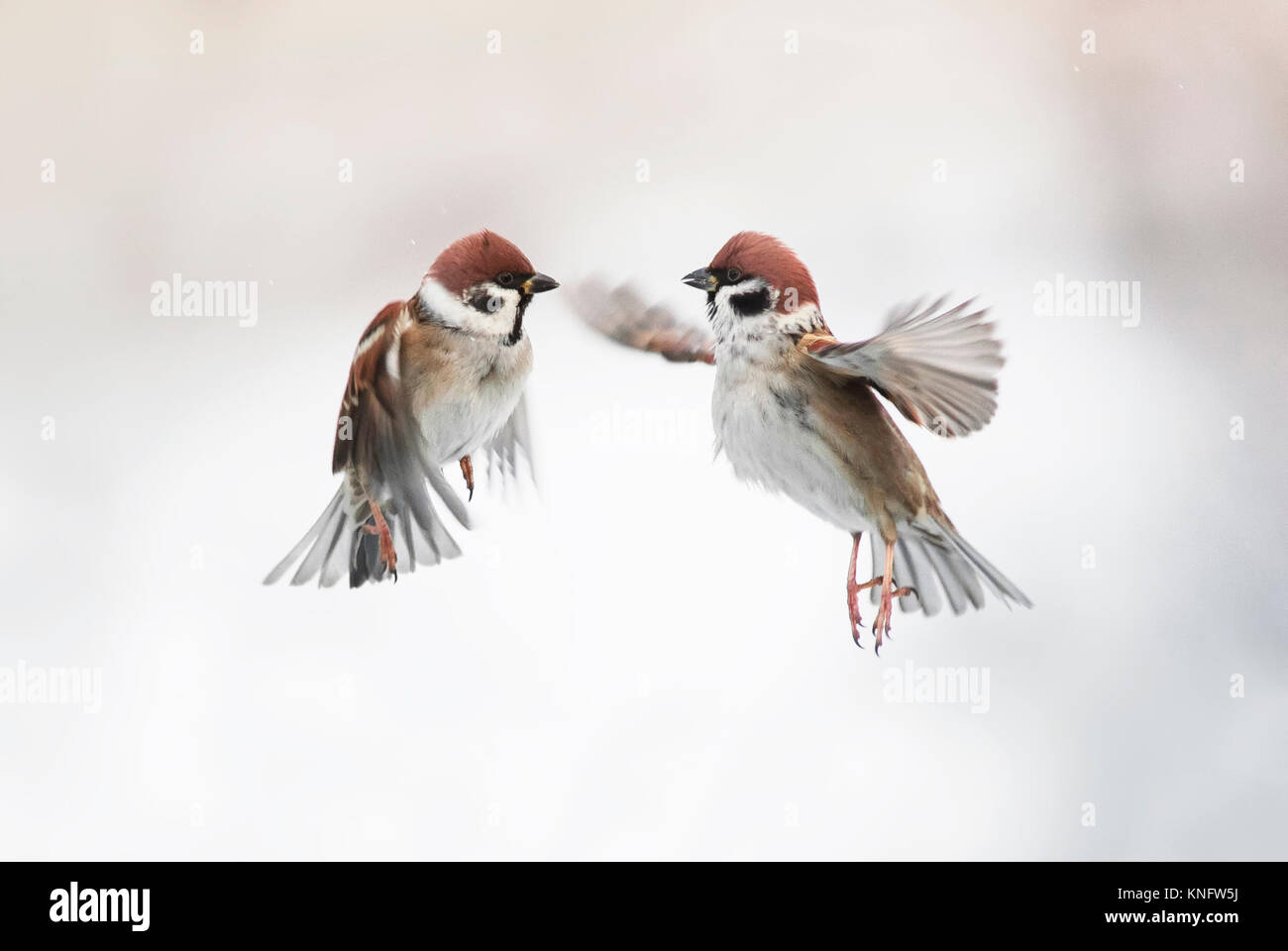 Deux adorables petits Sparrow oiseaux volant dans l'air et la propagation de leurs plumes et ailes Banque D'Images