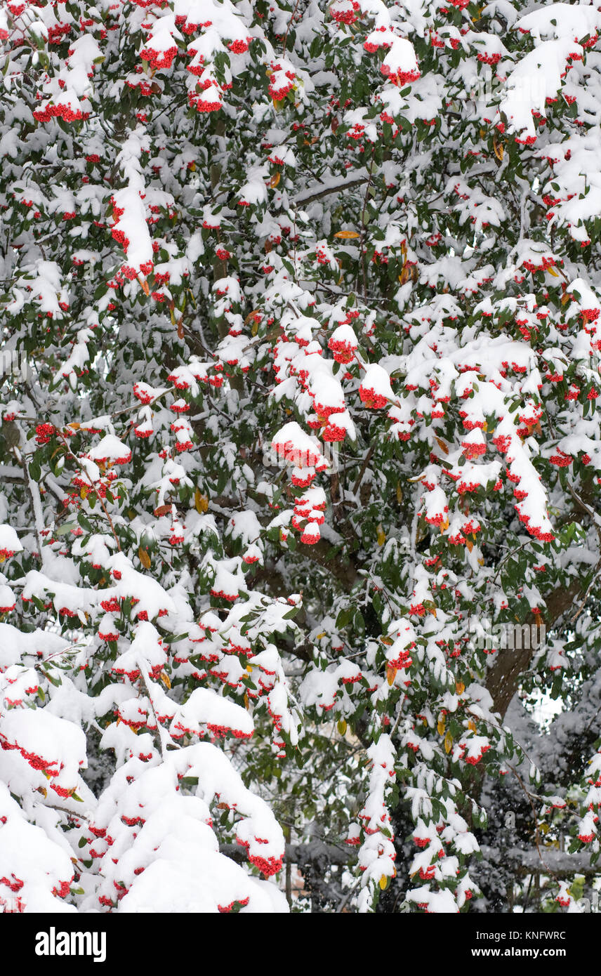 La neige a couvert Cotoneaster de baies. Banque D'Images