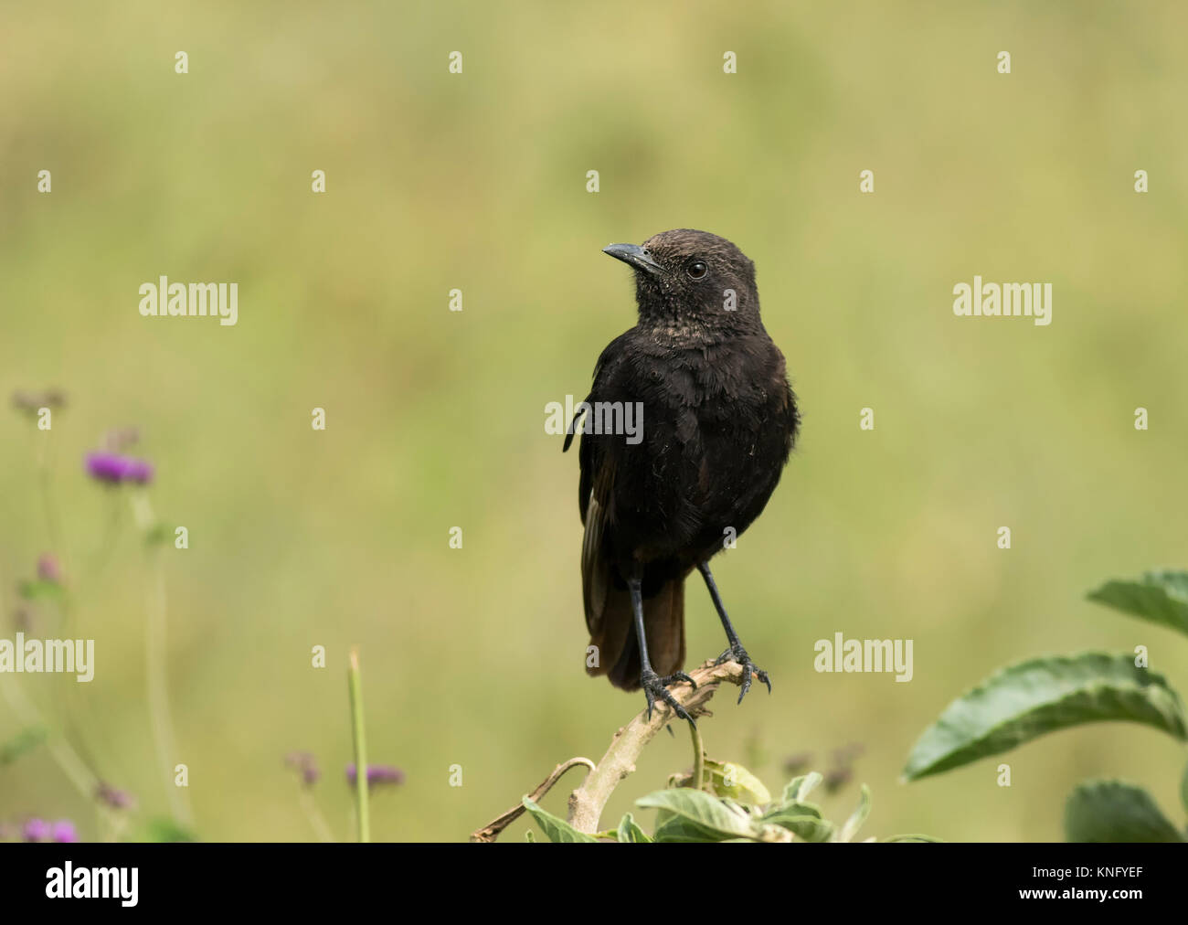 Northern Anteater-Chat Banque D'Images