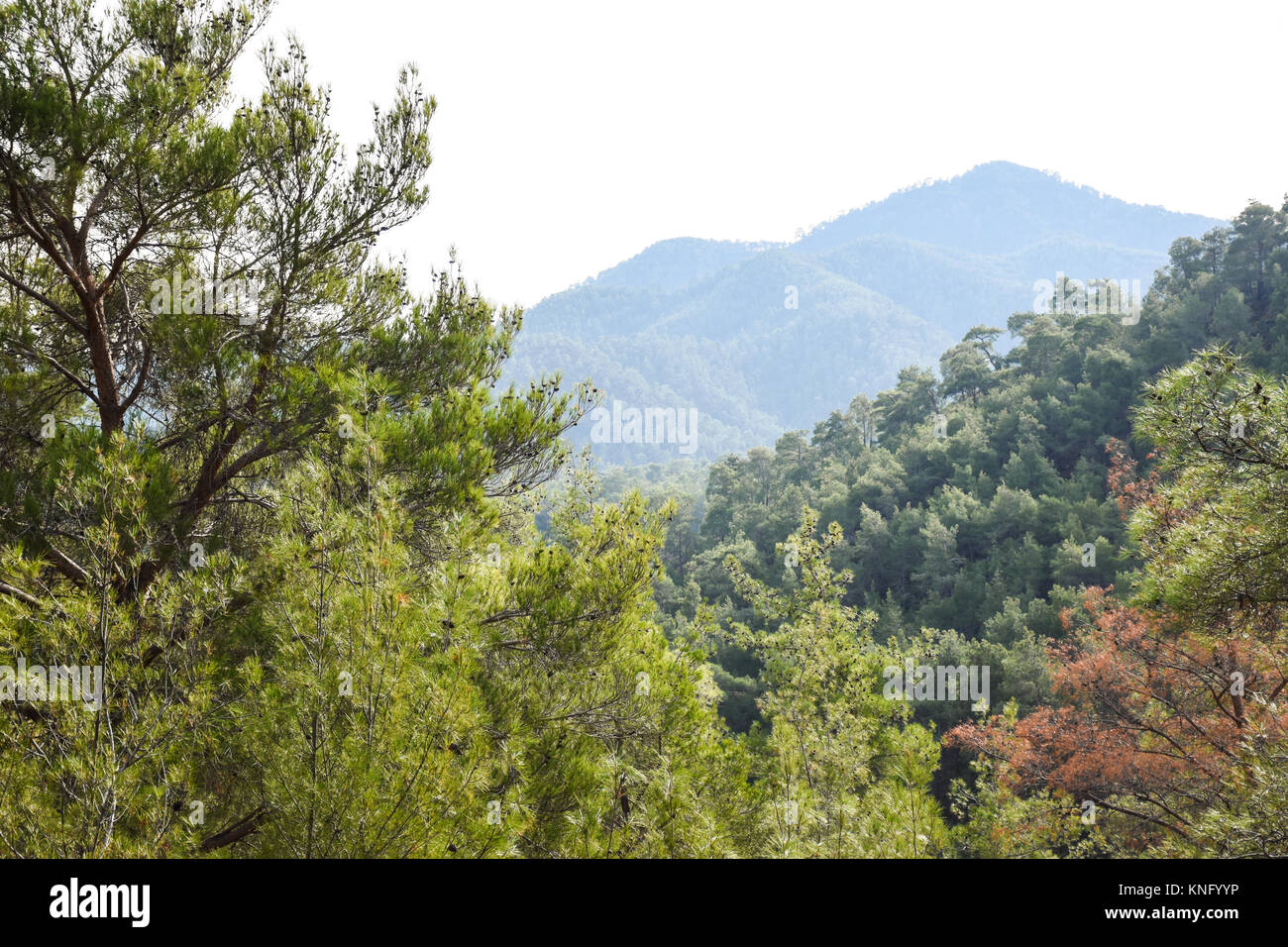 Forêt de Paphos, Gialia Sentier Nature, Chypre Banque D'Images