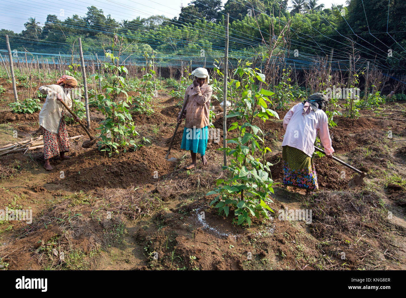 Les travailleurs agricoles des femmes travaillant sur un haricot niébé,ferme,Kerala Inde du sud,leguminoseae,asia,kerala,agriculture,agriculteur indien subramanian farmingpradeep Banque D'Images
