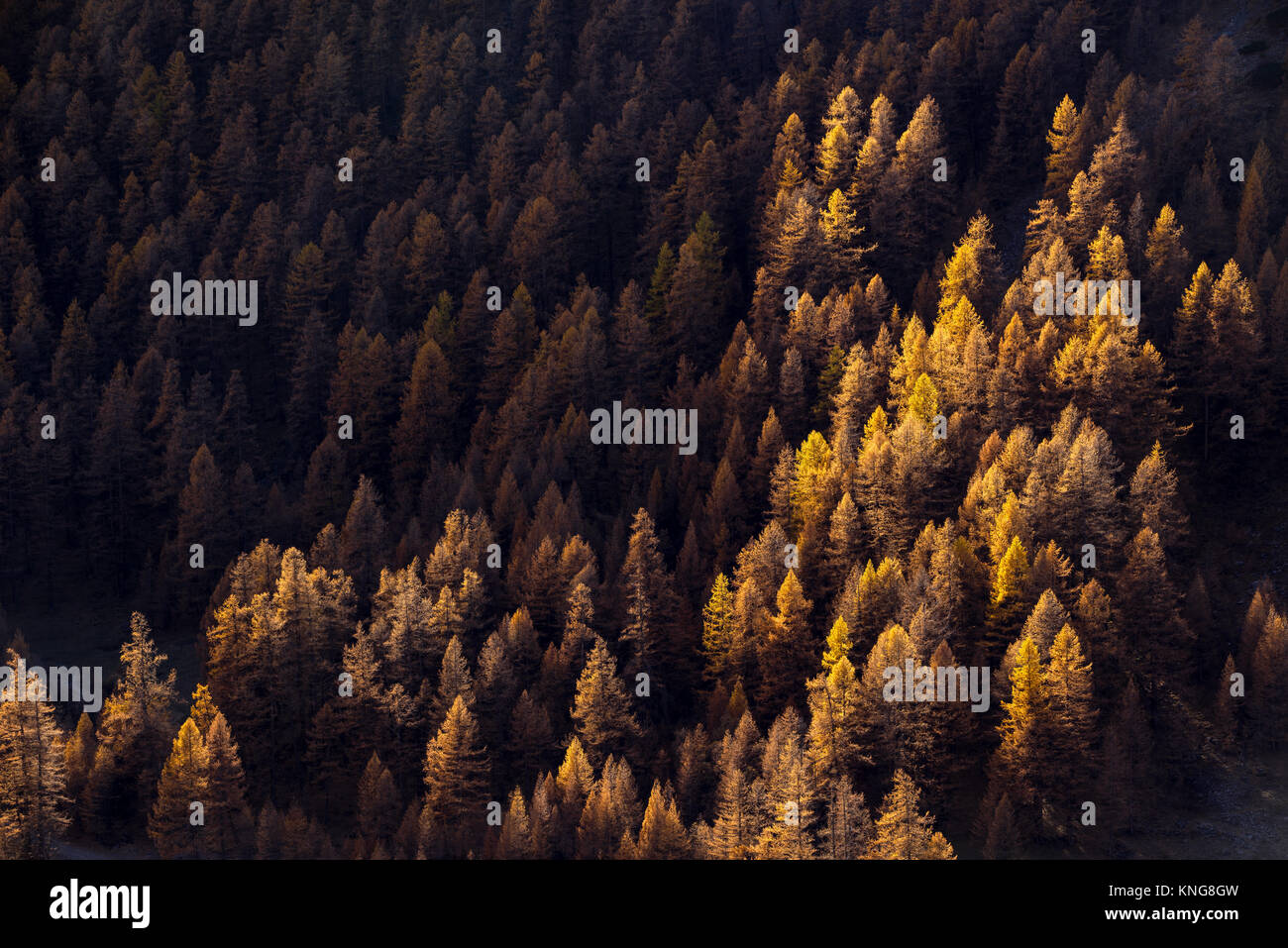 Forêt de mélèzes à l'automne avec les derniers rayons du soleil. Parc Naturel Régional du Queyras, Hautes-Alpes, Alpes, France Banque D'Images