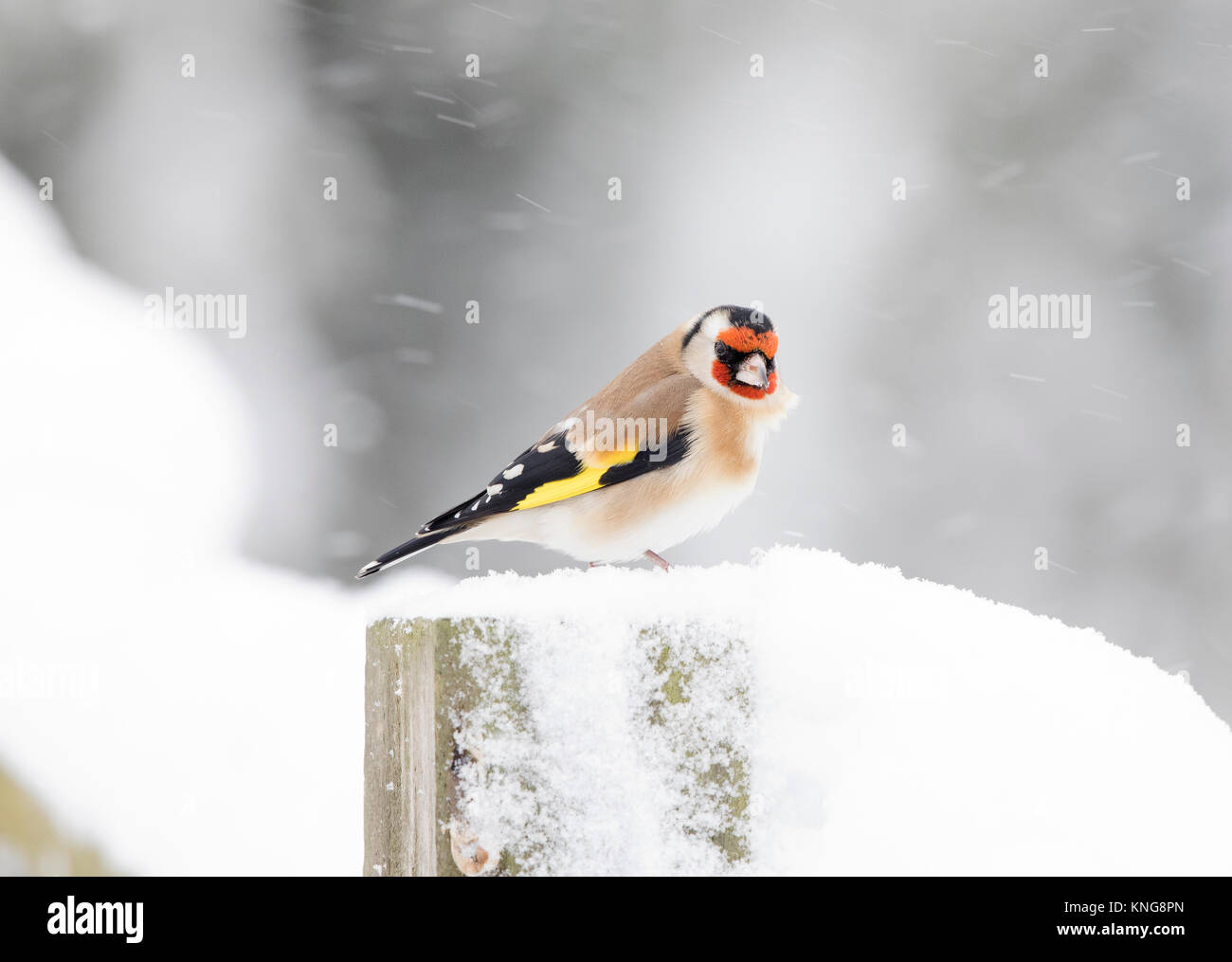 Chardonneret, (Carduelis carduelis), dans la neige, météo, Borderscold Shropshire Banque D'Images