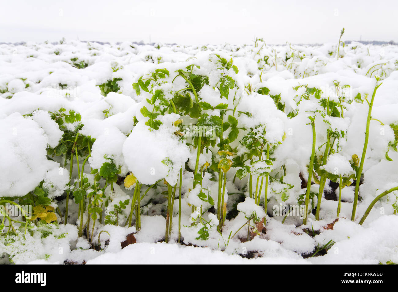 Un champ de labour avec daikon radis ou en hiver Banque D'Images Un champ de labour avec daikon radis ou en hiver Banque D'Images
