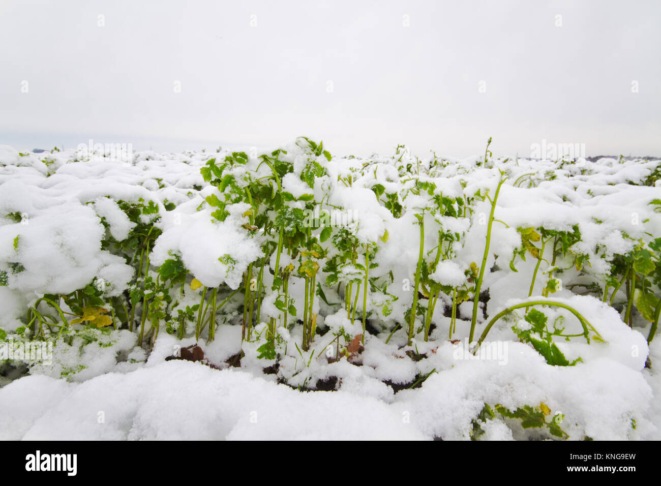 Un champ de labour avec daikon radis ou en hiver Banque D'Images Un champ de labour avec daikon radis ou en hiver Banque D'Images